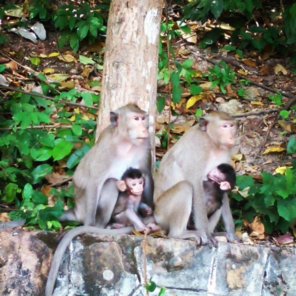Monkeys Kep